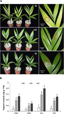 Iron Deficiency Leads to Chlorosis Through Impacting Chlorophyll Synthesis and Nitrogen Metabolism in Areca catechu L.